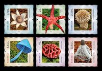 [Mushrooms, type LHO]