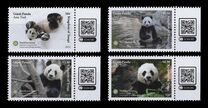 [Fauna - Giant Panda - Ailuropoda melanoleuca, type CCQ]