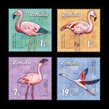 [Birds - Flamingos, тып LJR]