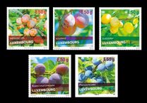 [Flora - Plum Varieties in Luxembourg, type BXQ]