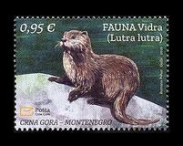 [Fauna - Eurasian Otter, loại OA]