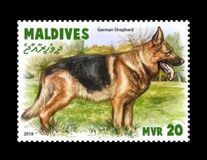 [Fauna - Dogs, tegund KUM]