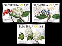 [Flowering Trees, ประเภท AUY]