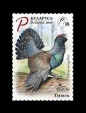 [Bird of the Year - Western Capercaillie, type BAG]