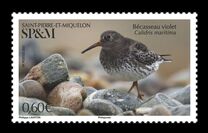 [Birds - Purple Sandpiper, тып AHM]