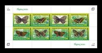 [Insects - Yellow-Banded Skipper, type TS]