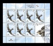 [Bird of the Year - Black Swift, type AFN]