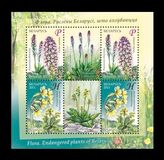 [Flowers - Endangered Plants of Belarus, type ADJ]