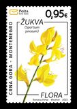 [Flowers - Spartium junceum, tip OQ]