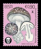 [National Anthem - Panther Cap, tegund BDF]