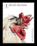 [Birds - Rooster, type FKI]