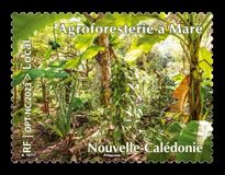 [Agroforestry in Maré, tipas BDS]