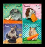 [Mascotas., tipo AMA]