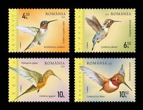 [Hummingbirds, tegund LPP]