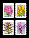 [Endemic Plants from the Carpathian Mountains, type LQE]