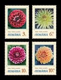 [Garden Flowers - Dahlias, タイプ LRA]