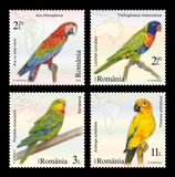 [Birds - Parrots, Typ LVL]