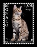 [International Cat Show, տեսակ EKA]